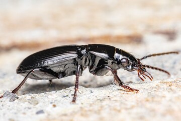 Close-up of a black beetle on a textured surface with a blurred background