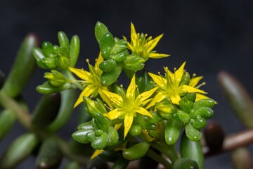 Close-up of a succulent flower