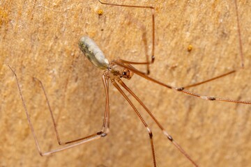 Close-up of a daddy longlegs spider on a wooden surface showing detailed legs and body