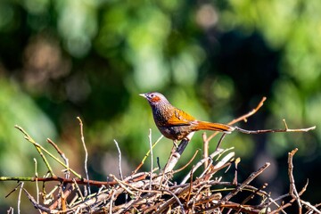 Birds of India: Streaked Laughingthrush in Chopta valley, Uttarakhand, India
