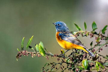 Birds of India: Blue-fronted Redstart in Chopta Valley, Uttarakhand, India
