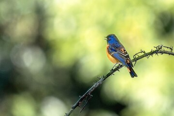 Birds of India: Blue-fronted Redstart in Chopta Valley, Uttarakhand, India