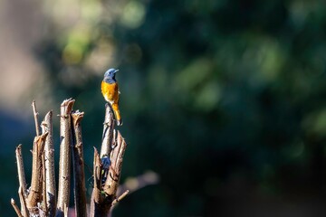 Birds of India: Blue-fronted Redstart in Chopta Valley, Uttarakhand, India