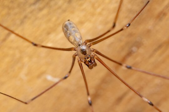 Close-up macro shot of a cellar spider on a wooden surface