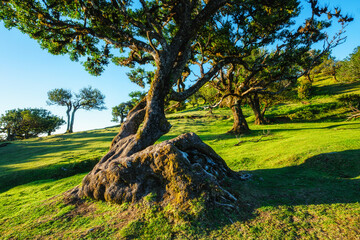 Centuries-old til trees in fantastic magical idyllic Fanal Laurisilva forest on sunset. Madeira island, Portugal