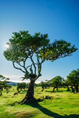 Centuries-old til trees in fantastic magical idyllic Fanal Laurisilva forest on sunset. Madeira island, Portugal