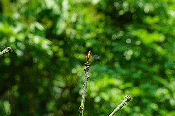 Beautiful orange color dragonfly resting on a twig 