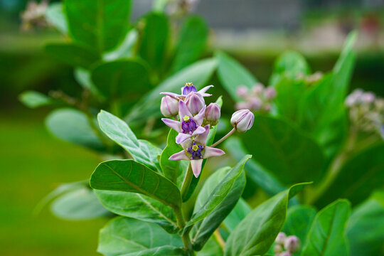 Giant calotrope purplish color flowers on a beautiful green blurry background (Calotropis gigantea)