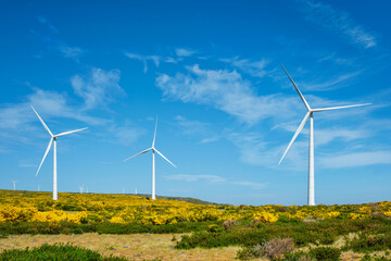 Green renewable alternative energy in Portugal - wind generator turbines among Cytisus flower...