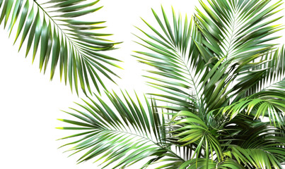 Palm fronds evergreen on transparent backgrounds 3d rendering png