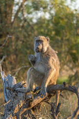 Chacma Baboon sitting on a branch eating, Kruger National Park. 