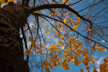 Branches of maple tree and yellow foliage.