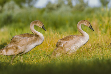 Cygnet Swimming in a Serene Lake, Capturing the Innocence and Grace of a Baby Swan in Its Natural Habitat