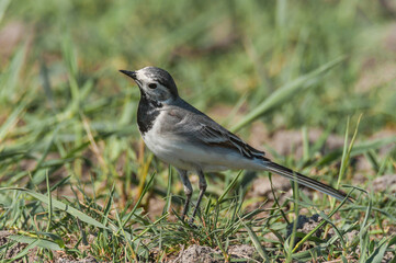Detailed Close-Up of a Yellow Wagtail Perched on Grass, Capturing Its Vibrant Color and Graceful Posture
