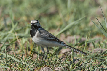 Obraz premium Detailed Close-Up of a Yellow Wagtail Perched on Grass, Capturing Its Vibrant Color and Graceful Posture