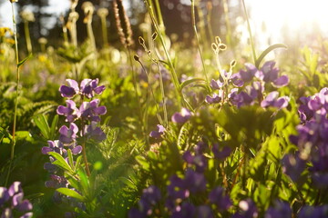 Sunlit wildflowers
