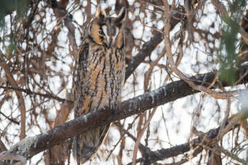 Owl Perched on a Branch, Blending Elegantly with the Woodland Environment in a Serene and Natural Setting