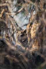 Owl Perched on a Branch, Blending Elegantly with the Woodland Environment in a Serene and Natural Setting