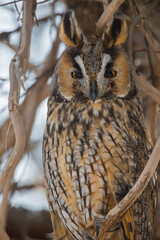 Owl Perched on a Branch, Blending Elegantly with the Woodland Environment in a Serene and Natural Setting