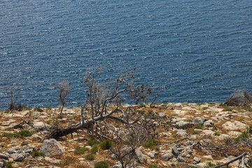 Seaside landscape with burnt trees after fire. Alyki area Thassos island Greece. Trees are already turning green in places.