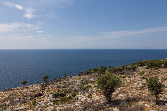 Seaside landscape with burnt trees after fire. Alyki area Thassos island Greece. Trees are already turning green in places.