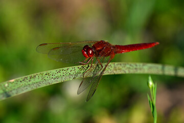 Feuerlibelle - Männchen // Scarlet dragonfly - male (Crocothemis erythraea) - Peloponnes, Griechenland