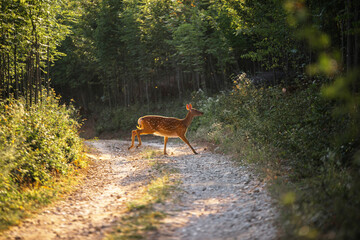 Deer Running Through a Forest Trail, Capturing the Beauty of Wildlife in Motion Amidst Lush Greenery and Natural Serenity, Perfect for Nature Enthusiasts