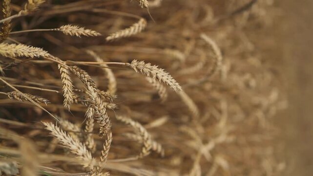 golden wheat ears are swaying by wind, closeup view in agricultural field in summer day, growing cereals. High quality FullHD footage