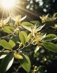 Obraz premium Honeysuckle blooms in the garden. White and yellow flowers of Lonicera Caprifolium against of green leaves. Floriculture and horticulture. Arching shrubs or twining vines in the family Caprifoliaceae