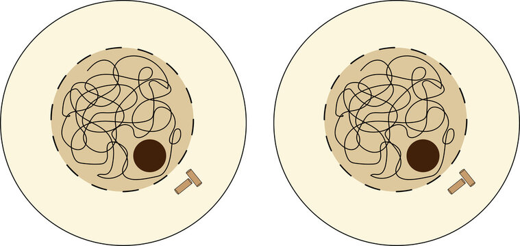 23-07-24 mitosis images
