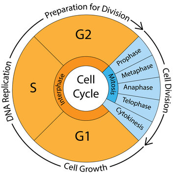 Cell cycle graphs