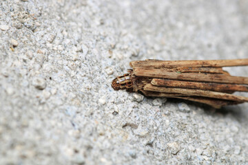 grass bagworm moth psyche casta