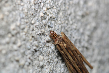 grass bagworm moth psyche casta