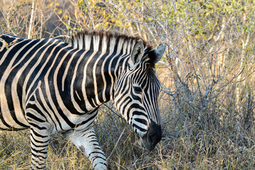 Beautiful black and white zebra seen in the wild on safari in Kenya 