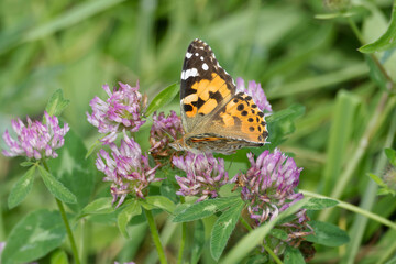 Painted Lady (Vanessa Cardui) Butterfly perched on pink flower in Zurich, Switzerland