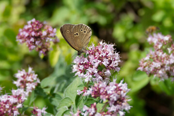 Ringlet (Aphantopus hyperantus) butterfly sitting on a pink flower in Zurich, Switzerland