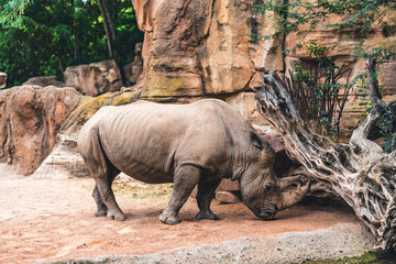 Obraz premium Rhino standing near a tree, showcasing the natural habitat and surroundings. Emphasizes the presence of this large mammal in the wild.