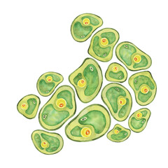 Fototapeta premium Chlorella sea life watercolor illustration of clustered green algae cells. Superfood clipart Ideal for educational charts, biology class materials, or eco-conscious product branding