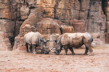 Obraz premium Two rhinos on sandy ground facing each other with rocky backdrop. Highlights their behavior and presence in a natural environment.