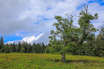 Obraz premium Schachten, die alten Bergweiden, Almen des Bayerischen Wald