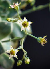 Beautiful mother of pearl or ghost plant succulent flowers with black background. Close up of...
