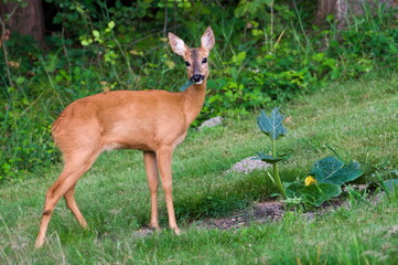 Capreolus capreolus european roe deer female on a field. Open mouth with leaf. Eating pumpkin flower on the garden. Enemy of gardeners.