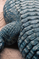 Obraz premium A close-up of crocodile skin texture, emphasizing the intricate patterns and rugged surface. The image highlights the detailed structure of the scales, showcasing the uniqueness of reptilian skin.