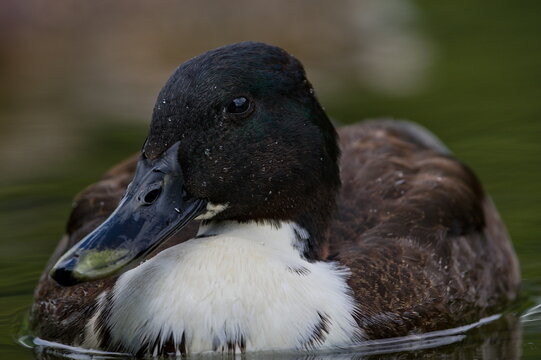 Manky mallard female. Hybrid of Anas Platyrhynchos aka wild or mallard duck. Living with regular mallard ducks.