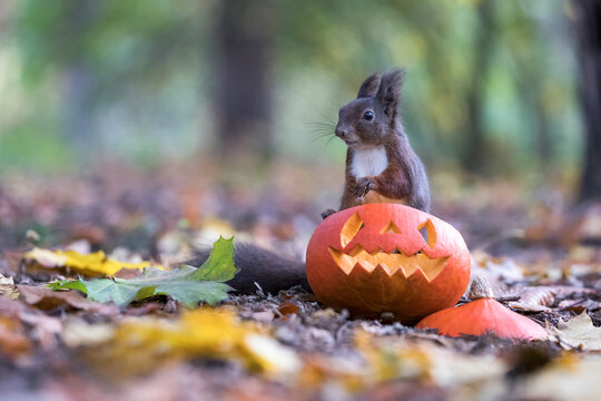 Black squirrel in autumn park with carved halloween pumpkin