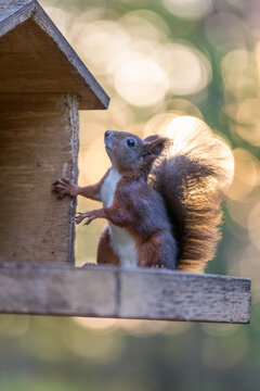 Cute curious red squirrel with fluffy tail looking into a wooden bird feeder with bokeh in the background