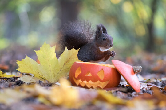 Cute black coloured red squirrel eating nuts from a carved orange halloween pumpkin with leaves on the ground in autumn foliage