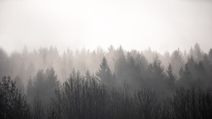 Misty forest with layered tree silhouettes fading into a white background