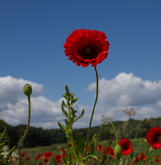 Poppies in a field against a blue sky on a summers evening in North Yorkshire UK