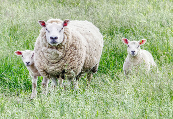 Fototapeta premium Sheep and lambs huddled together on a farm in summer in West Yorkshire UK